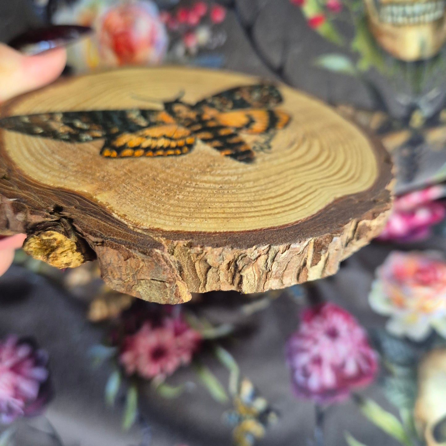 Death Hawk Moth wood round